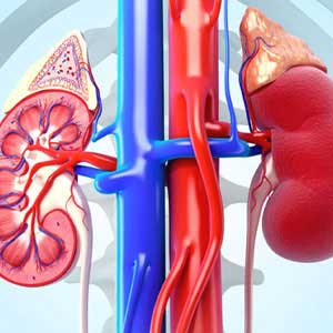 glomerulonephritis in vijayawada